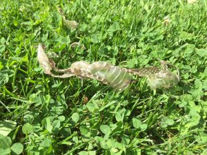 Shed skin of a garter snake