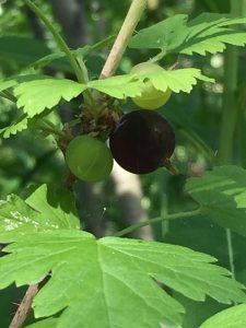 Gooseberries