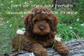 We thought our heart's desire was a 6 month old Labradoodle looking to be re-homed. We thought we were ready for a new pet. Not quite.