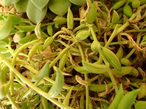 A dying summer succulent