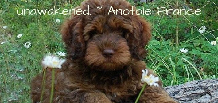 We thought our heart's desire was a 6 month old Labradoodle looking to be re-homed. We thought we were ready for a new pet. Not quite.