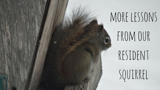 More lessons from the squirrel that lives in our yard
