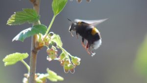 Bumblebee in flight shows wings moving side to side rather than up and down.