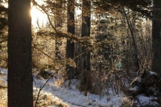 Our woods in winter with sun shining through the trees.