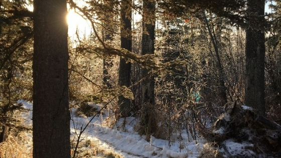 Our woods in winter with sun shining through the trees.