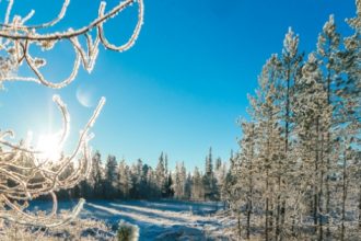 Frost covered treed with an azure winter sky