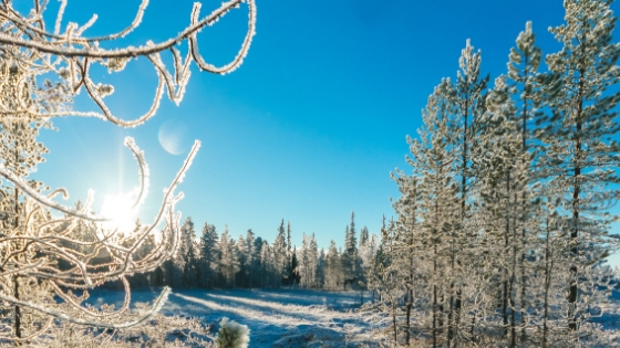 Frost covered treed with an azure winter sky