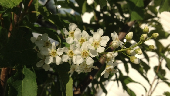 White blossoms on a Mayday tree