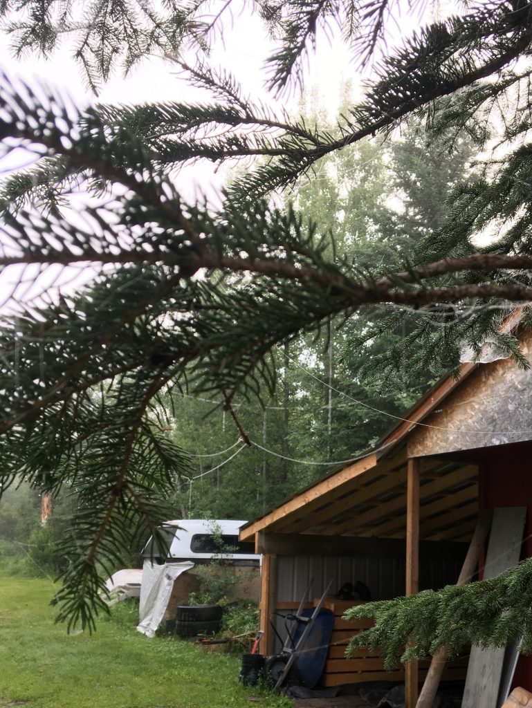 A spruce tree is draped with strands of spiders silk resembling Christmas garland. 