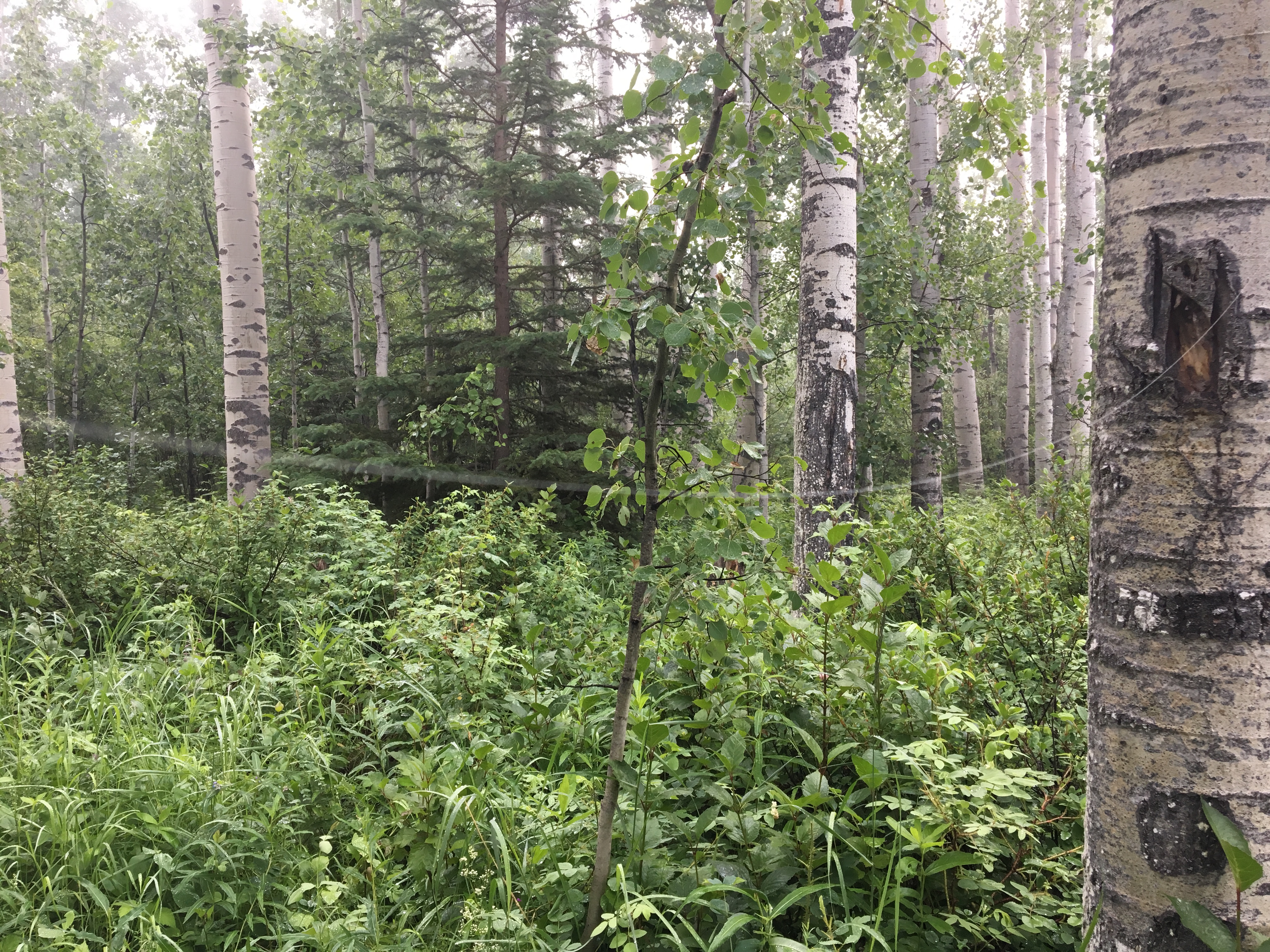 A length of spiders silk crosses a forest path.