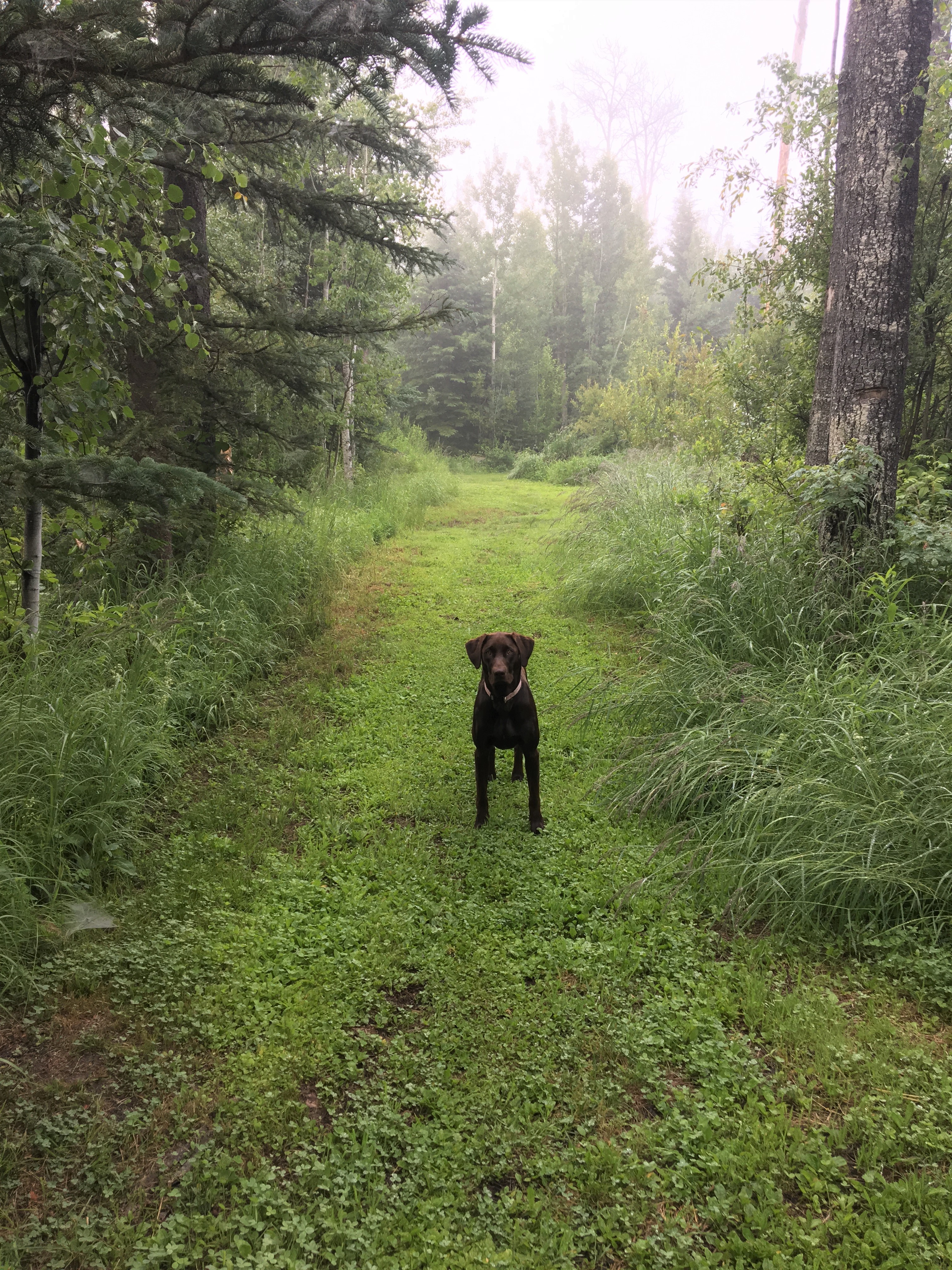 A chocolate lab puppy stands in the middle of a forest path waiting.