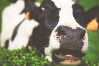 A curious cow photo credit to Amanda Kerr via Unsplash