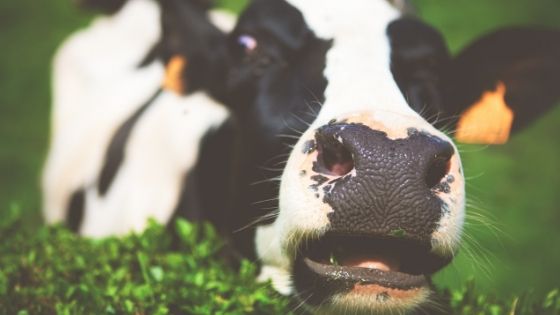 A curious cow photo credit to Amanda Kerr via Unsplash