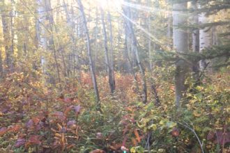 Sun shines through autumn aspens