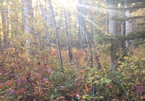 Sun shines through autumn aspens