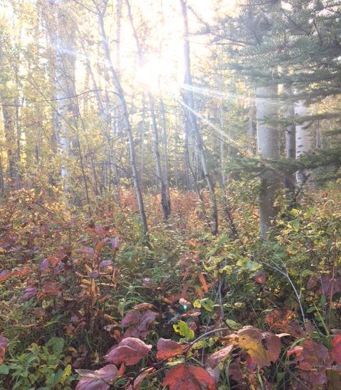 Sun shines through autumn aspens